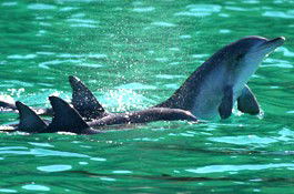 Sydney Weekend Adventures - Attractions Melbourne 1