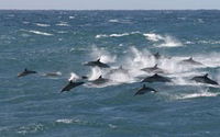 Book Salamander Bay Accommodation Vacations Attractions Melbourne Attractions Melbourne