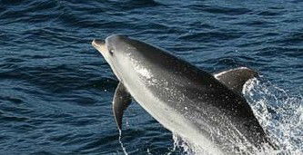 Tamboi Queen Cruises - Attractions Melbourne 2