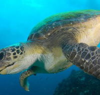 Byron Bay Dive Centre - Attractions Melbourne