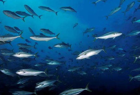 Byron Bay Dive Centre - Attractions Melbourne 2