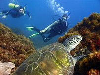 Byron Bay Dive Centre - Attractions Melbourne 3