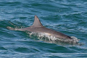 Byron Bay Dolphin Wildlife Tours - Attractions Melbourne 0