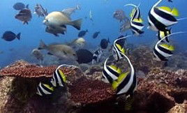 Byron Bay Dolphin Wildlife Tours - Attractions Melbourne 3
