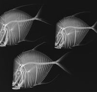 X-Ray Vision Fish Inside Out - Attractions Melbourne
