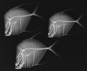 X-Ray Vision: Fish Inside Out - Attractions Melbourne 0