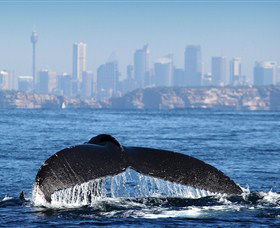Bass & Flinders Cruises - Attractions Melbourne 1
