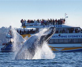 Bass & Flinders Cruises - Attractions Melbourne 0