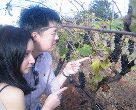 Wine Country Tours - Attractions Melbourne 3