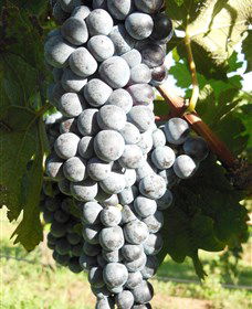 Wine Country Tours - Attractions Melbourne 8