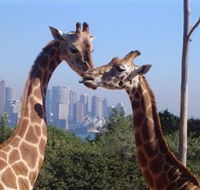 Planetdwellers - Gay and Lesbian Tours of Australia - Attractions Melbourne