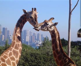 Planetdwellers - Gay And Lesbian Tours Of Australia - Attractions Melbourne 0