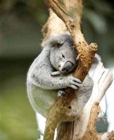 VIP Aussie Gold - Attractions Melbourne 1