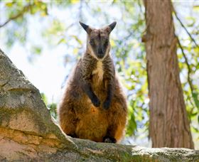 Nura Diya Aboriginal Wildlife Tour At Taronga Zoo - Attractions Melbourne 2