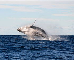 Manly Ocean Adventures - Attractions Melbourne 4