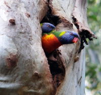 Cumberland State Forest - Attractions Melbourne
