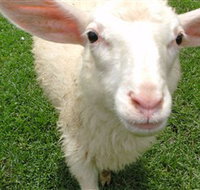 Golden Ridge Animal Farm - Attractions Melbourne