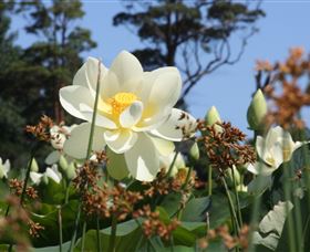 Mt Penang Gardens - Attractions Melbourne 2