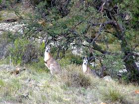 Saunders Gorge Sanctuary - Attractions Melbourne 2