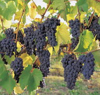 Hills Short Wine and Food Trail - Attractions Melbourne