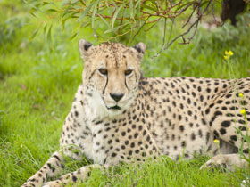 Monarto Open Range Zoo - Attractions Melbourne 3