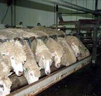 Island Pure Sheep Dairy And Cheese Factory - Attractions Melbourne
