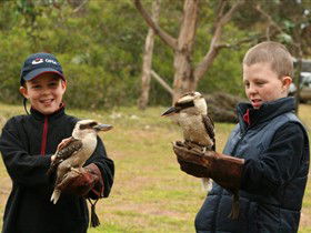 Raptor Domain - Attractions Melbourne 2