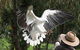 Raptor Domain - thumb 0