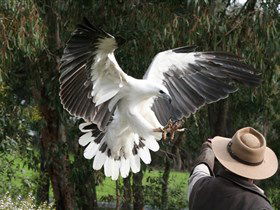 Raptor Domain - Attractions Melbourne 0