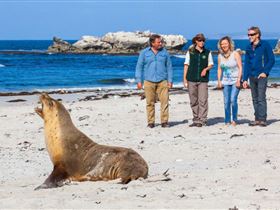Seal Bay Conservation Park - Attractions Melbourne 0