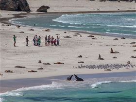 Seal Bay Conservation Park - Attractions Melbourne 2