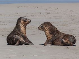 Seal Bay Conservation Park - Attractions Melbourne 1