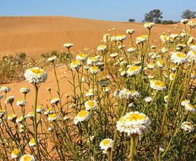 Perry Sandhills - Attractions Melbourne 1