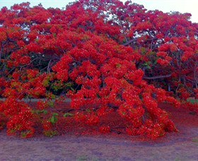 George Brown Darwin Botanic Gardens - Attractions Melbourne 1