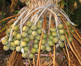 George Brown Darwin Botanic Gardens - Attractions Melbourne 7