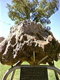 Fossilised Tree