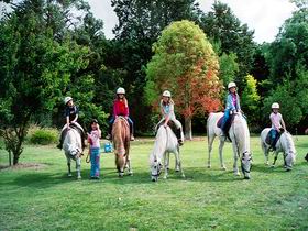 Limestone Coast Horseriding - Attractions Melbourne 0