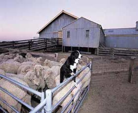 Shear Outback The Australian Shearers Hall Of Fame - Attractions Melbourne 1