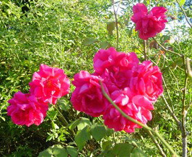 Bishop's Lodge Historic House And Heritage Rose Garden - Attractions Melbourne 0