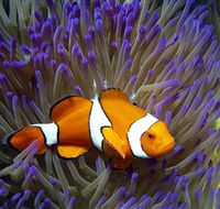 Reef HQ Aquarium - Attractions Melbourne
