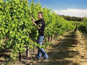 Patrick Of Coonawarra - Attractions Melbourne 0