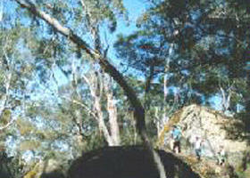 Dergholm State Park - Attractions Melbourne 0