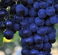 De Bortoli Wines Bilbul - Attractions Melbourne