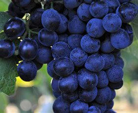 De Bortoli Wines Bilbul - Attractions Melbourne 0