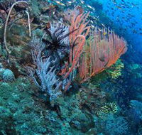 SS Yongala Dive Site - Attractions Melbourne