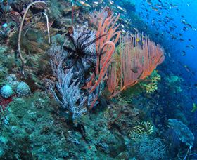 SS Yongala Dive Site - Attractions Melbourne 0