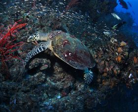 SS Yongala Dive Site - Attractions Melbourne 3