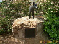 Dingo Statue