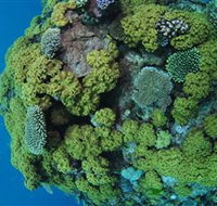Keeper Reef Dive Site - Attractions Melbourne