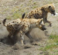 Altina Wildlife Park - Attractions Melbourne